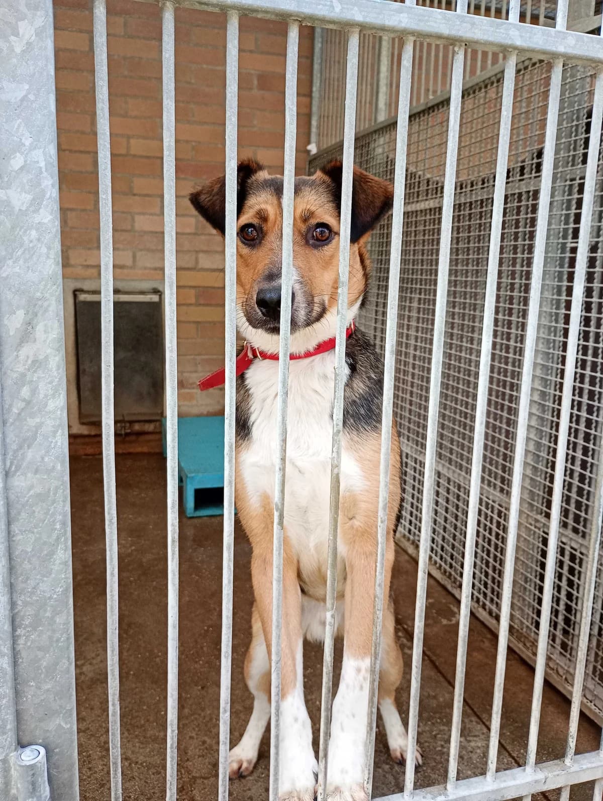 Bingo, male mixed breed for adoption at Schronisko Na Paluchu, Warsaw