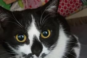 ROBUSTA, female Domestic Shorthair for adoption at Schronisko Kraków, Kraków