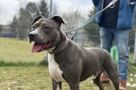 DRAGON, male American Staffordshire Terrier for adoption at Schronisko Kraków, Kraków
