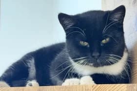 ROZALIA, female Domestic Shorthair for adoption at Schronisko Kraków, Kraków