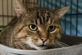 EMU, male 5yo Domestic Shorthair for adoption at Schronisko Kraków, Kraków