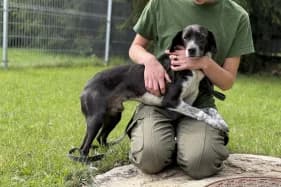 GUCIO, male mixed breed for adoption at Schronisko Kraków, Kraków