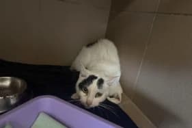 KEKUŚ, Mixed Breed (Schronisko Kraków)