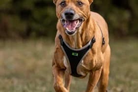 KOFI, male senior mixed breed for adoption at Schronisko Kraków, Kraków