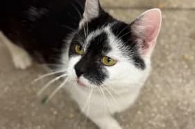 PYSIO, Mixed Breed (Schronisko Kraków)
