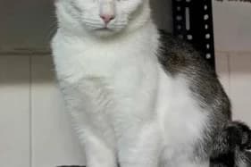 OPOWIASTKA, female Domestic Shorthair for adoption at Schronisko Kraków, Kraków