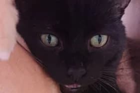 LEOPOLD, male Domestic Shorthair for adoption at Schronisko Kraków, Kraków