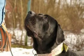 KOPCZYK, male Mixed Breed for adoption at Schronisko Kraków, Kraków