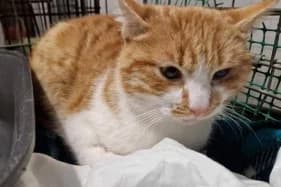 PRZEMUŚ, male Domestic Shorthair for adoption at Schronisko Kraków, Kraków