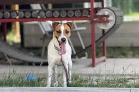 KROPEK, male young Jack Russell Terrier for adoption at Schronisko Kraków, Kraków