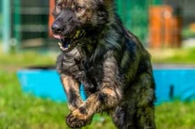 DINGO, Mixed Breed (Schronisko Kraków)