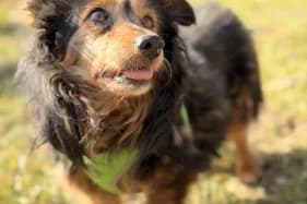 TONIK, male senior mixed breed for adoption at Schronisko Kraków, Kraków