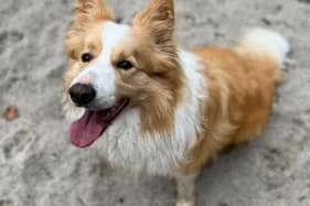 KRAKERS, male 7yo Border Collie for adoption at Schronisko Kraków, Kraków