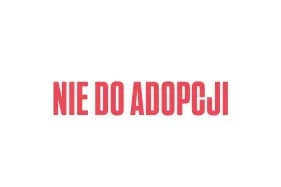 FOCACCIA, female Mixed Breed for adoption at Schronisko Kraków, Kraków