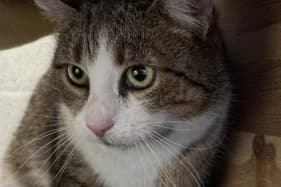 MIAŁGORZATA, female Mixed Breed for adoption at Schronisko Kraków, Kraków