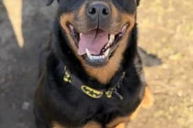 ROXI, female 6yo Rottweiler for adoption at Schronisko Kraków, Kraków