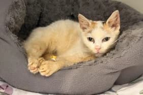 MARAKUJA, female Mixed Breed for adoption at Schronisko Kraków, Kraków