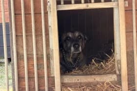 BASCO, Mixed Breed (Schronisko Kraków)