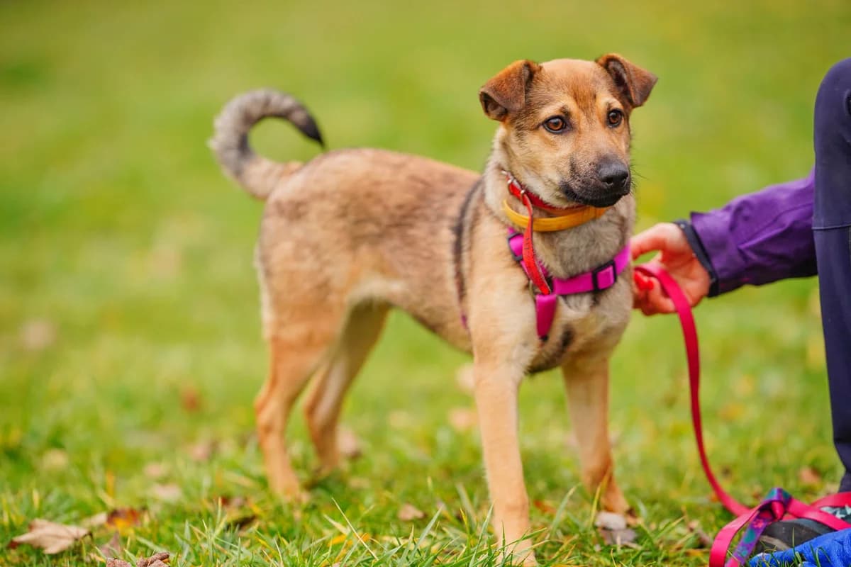 Beza, female senior mixed breed for adoption at Schronisko Na Paluchu, Warsaw