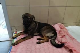 BOROWIK, male mixed breed for adoption at Schronisko Kraków, Kraków