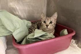 PEREŁKA, Domestic Shorthair (Schronisko Kraków)