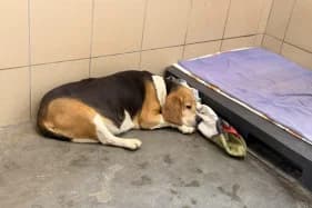 PUCIO, male senior Beagle for adoption at Schronisko Kraków, Kraków