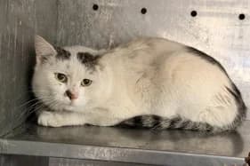 APRILIS, Mixed Breed (Schronisko Kraków)