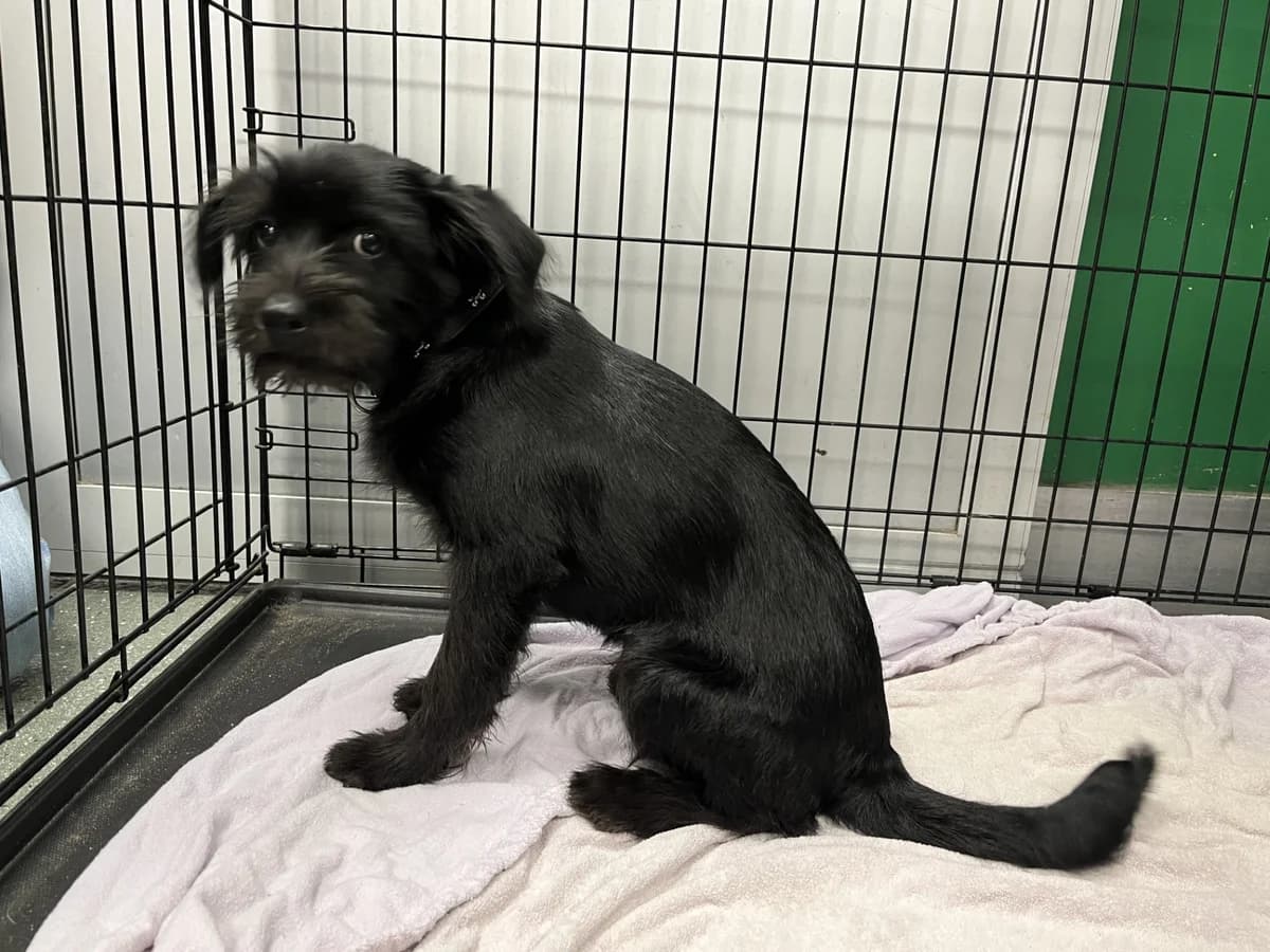 Szafirek, unknown male mixed breed for adoption at Schronisko Na Paluchu, Warsaw