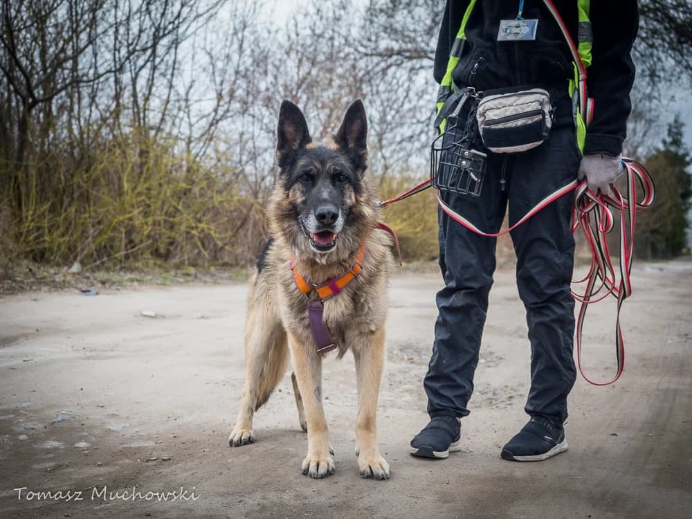 Arni,  (Schronisko Na Paluchu)
