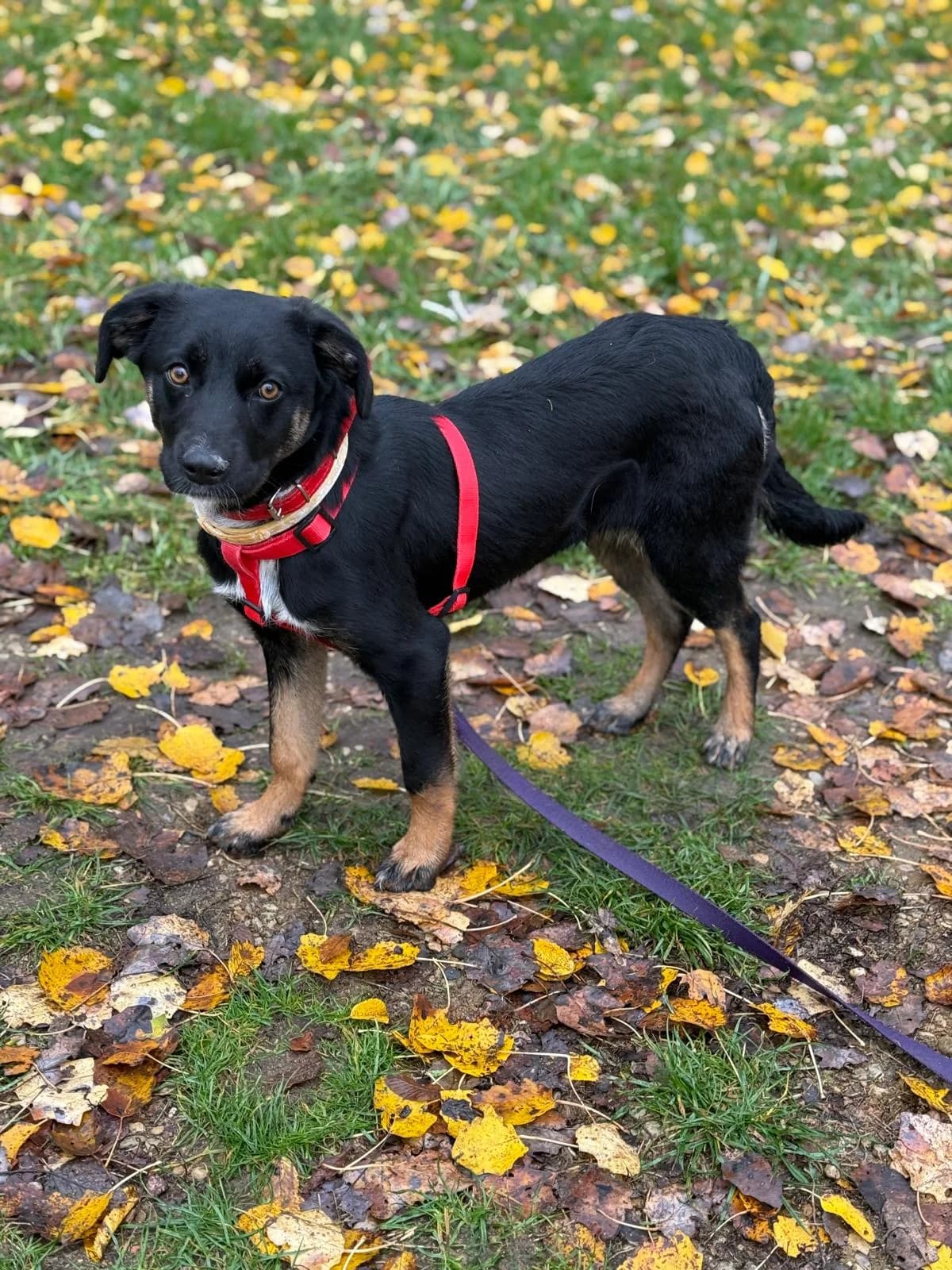 Mania, female mixed breed for adoption at Schronisko Na Paluchu, Warsaw