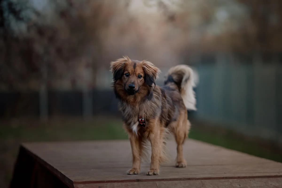 Martin, male mixed breed for adoption at Schronisko Na Paluchu, Warsaw