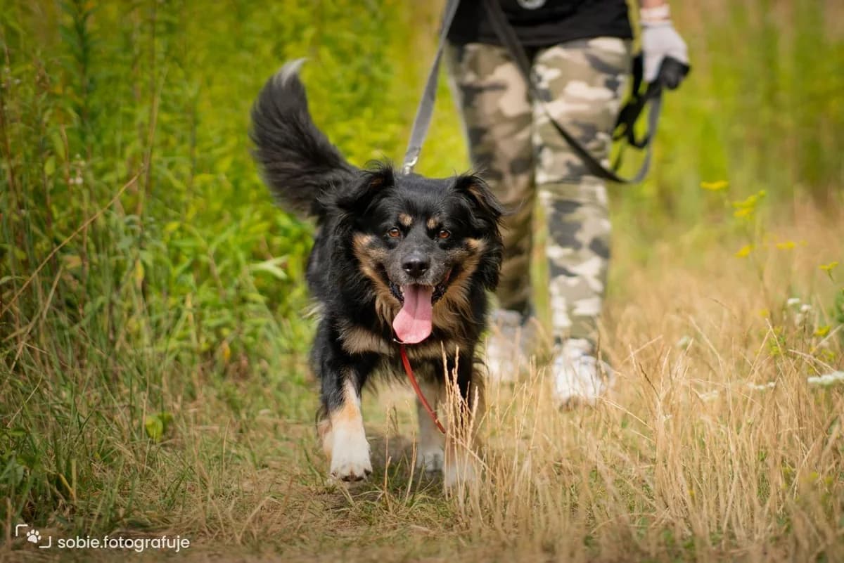 Milton, unknown male mixed breed for adoption at Schronisko Na Paluchu, Warsaw