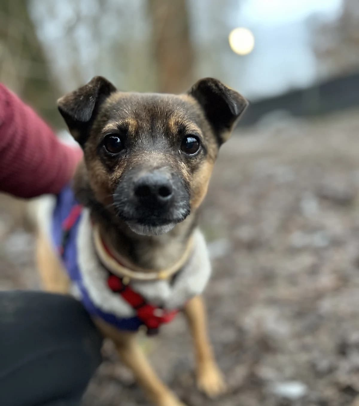 Żurek, unknown male mixed breed for adoption at Schronisko Na Paluchu, Warsaw