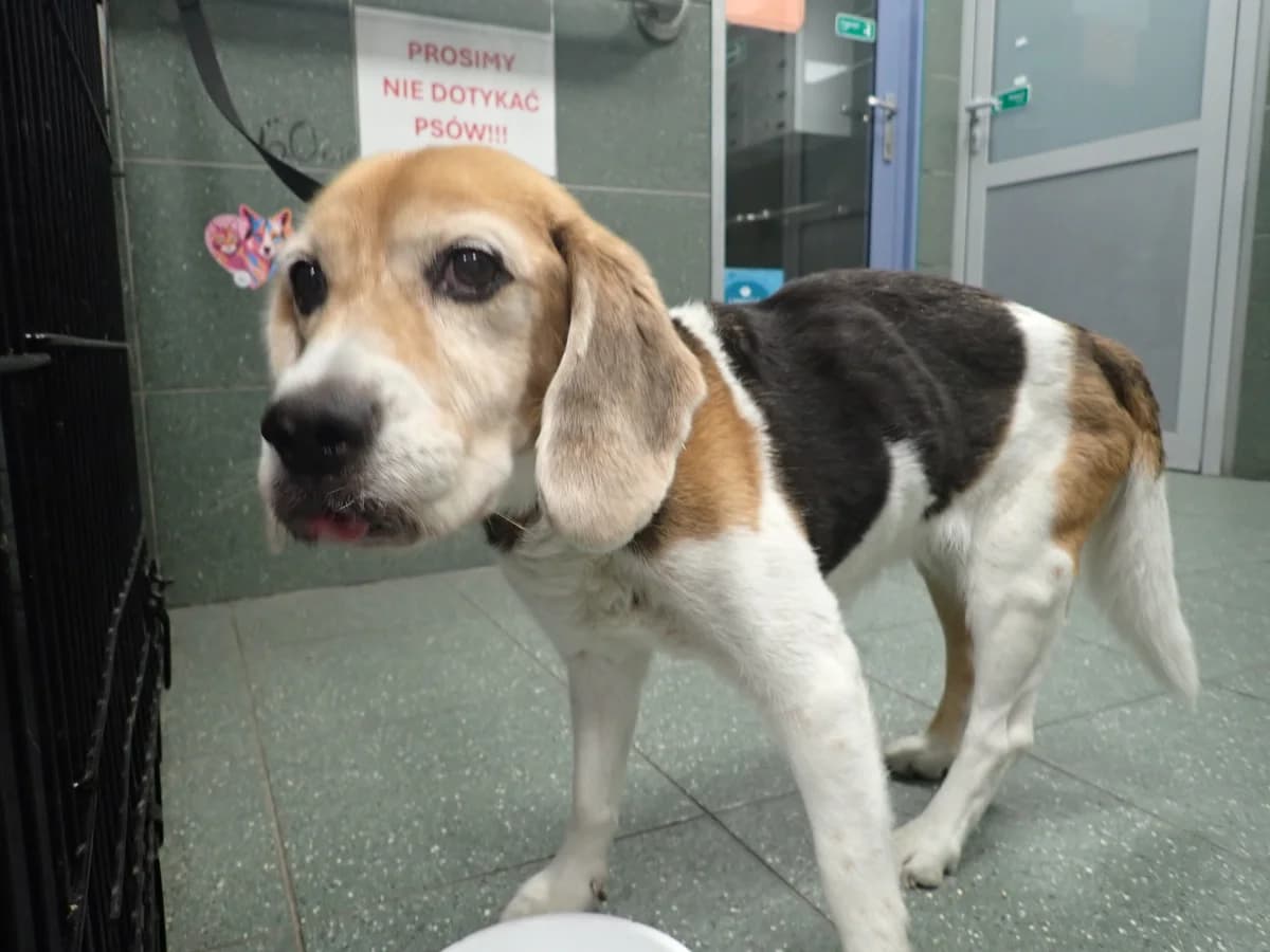 1153/25, female senior Beagle for adoption at Schronisko Na Paluchu, Warsaw