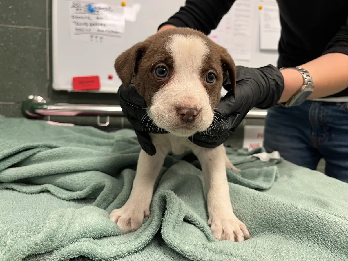 1162/25, female mixed breed for adoption at Schronisko Na Paluchu, Warsaw