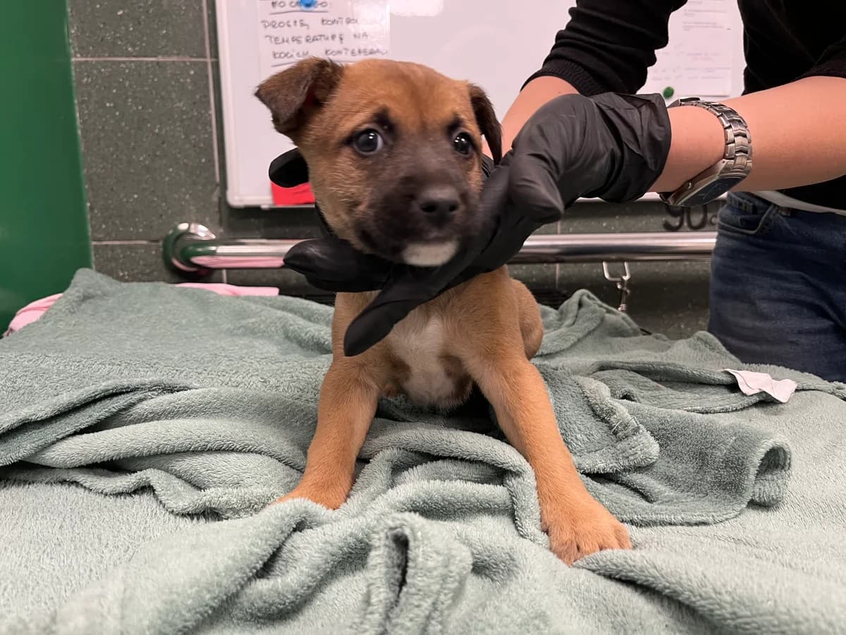 1163/25, female mixed breed for adoption at Schronisko Na Paluchu, Warsaw