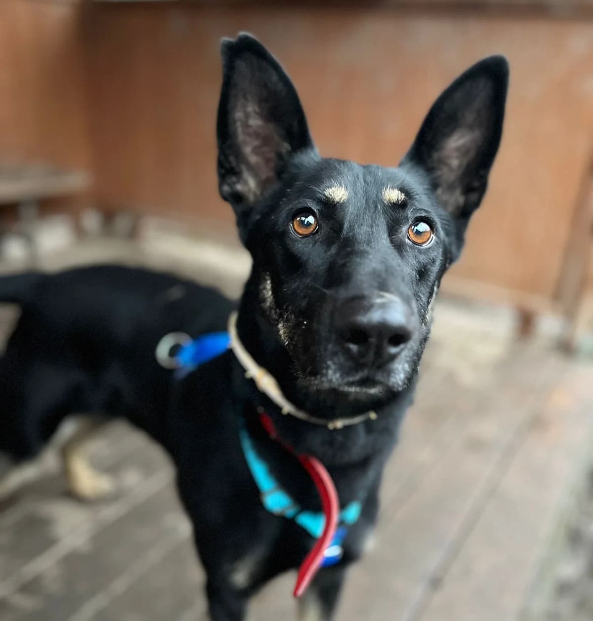 Ragnar, black male mixed breed for adoption at Schronisko Na Paluchu, Warsaw