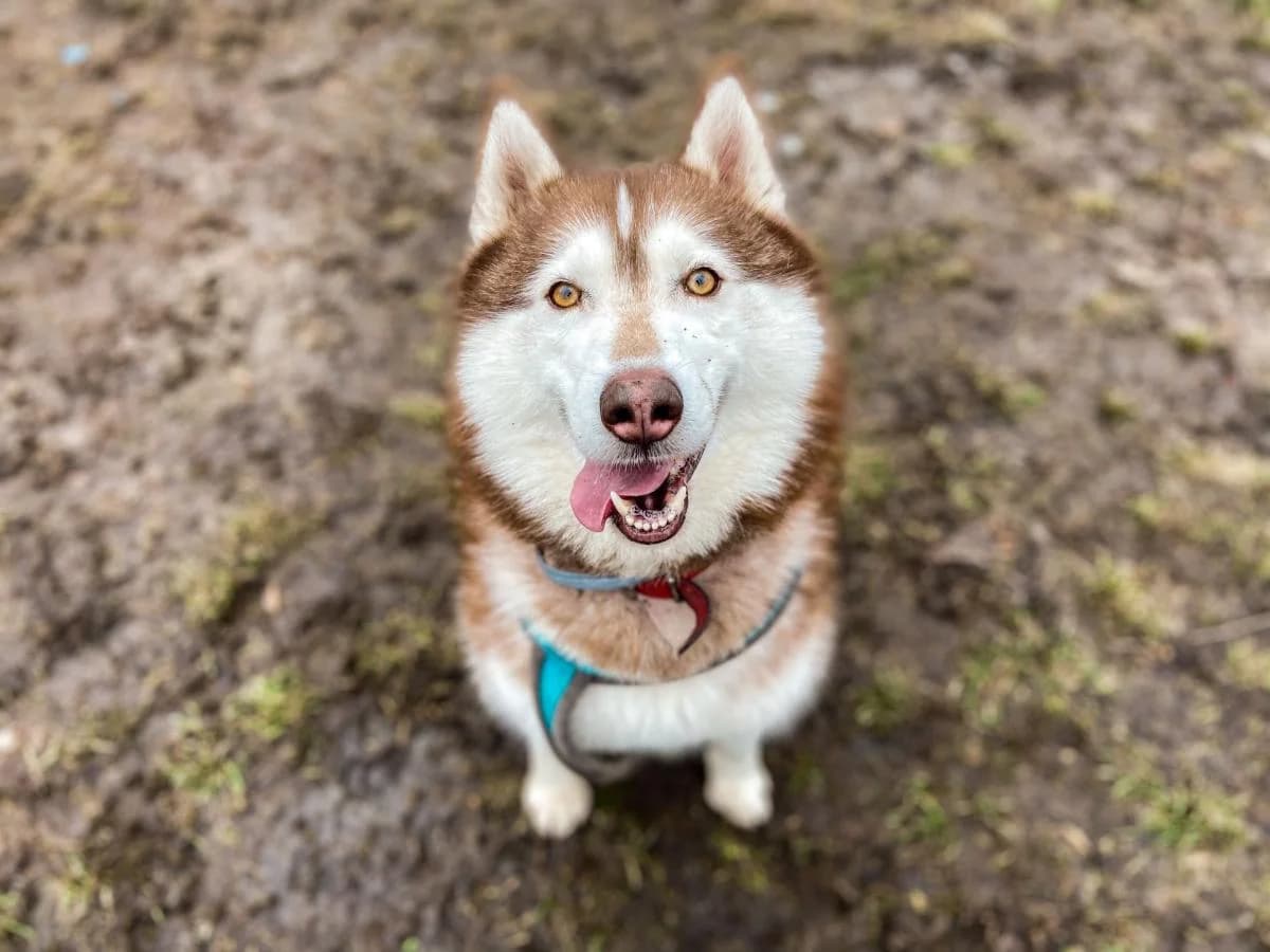Conan, male senior Husky for adoption at Schronisko Na Paluchu, Warsaw