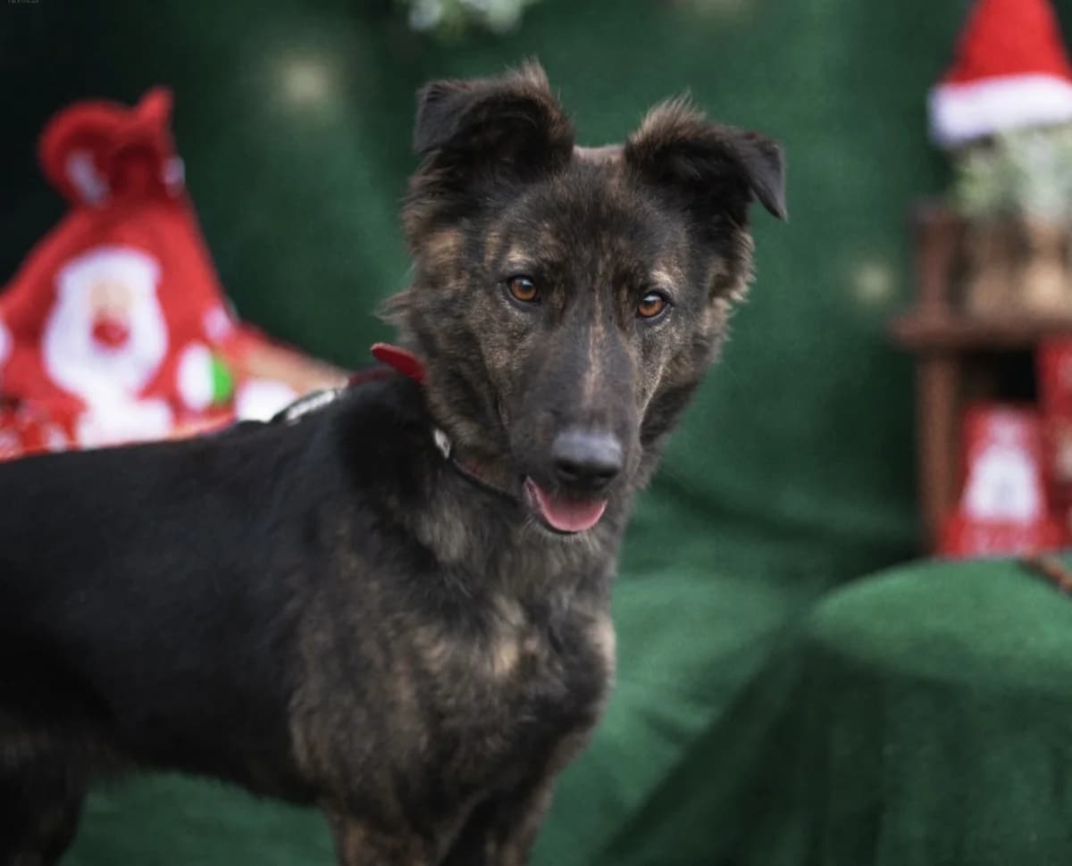 Kora, unknown female mixed breed for adoption at Schronisko Na Paluchu, Warsaw