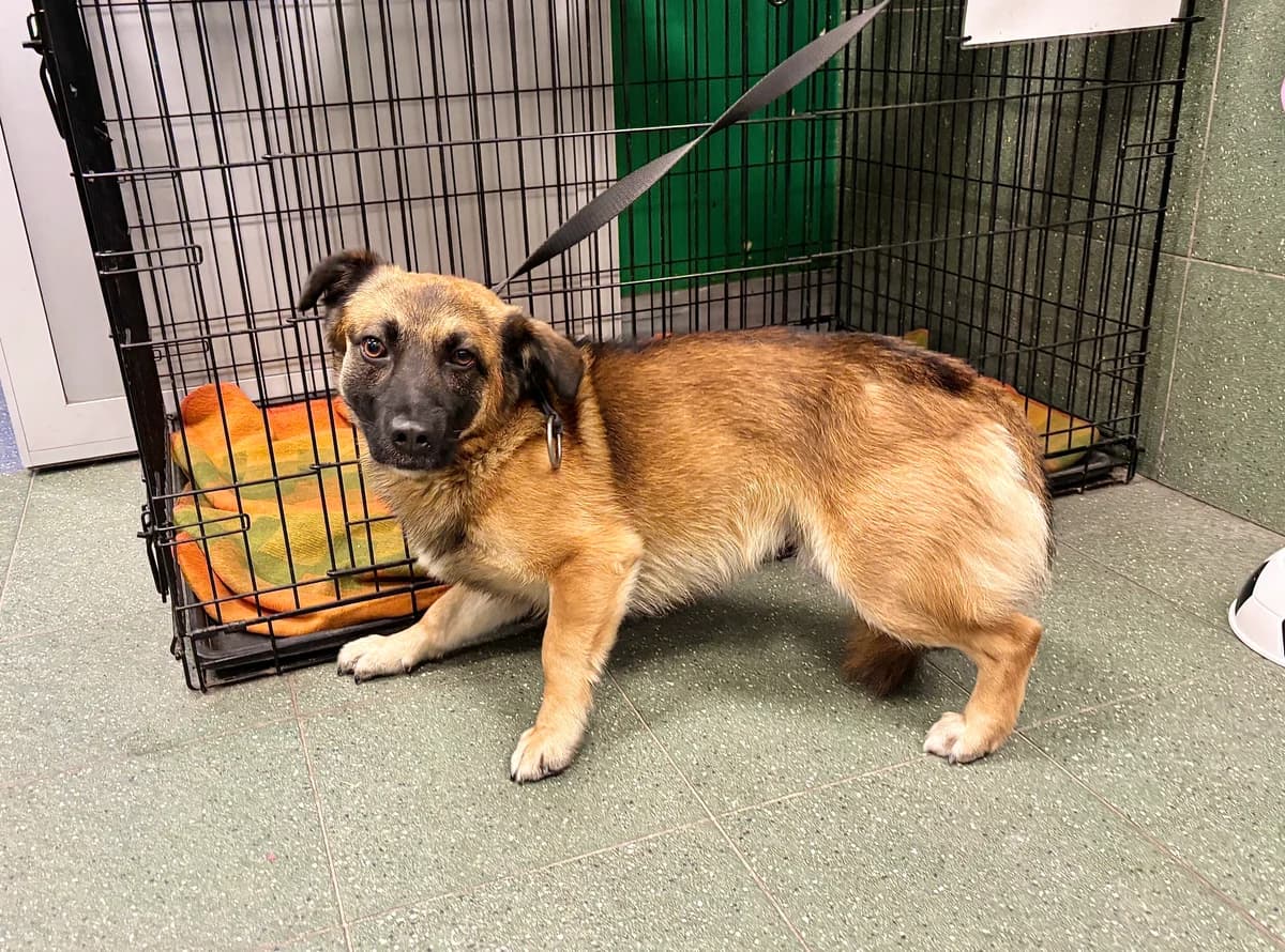 1186/25, male mixed breed for adoption at Schronisko Na Paluchu, Warsaw