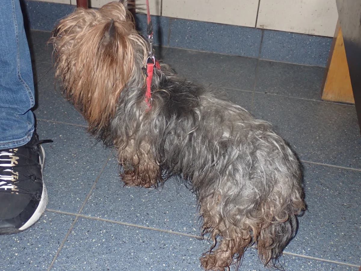 1197/25, male senior Yorkshire Terrier for adoption at Schronisko Na Paluchu, Warsaw
