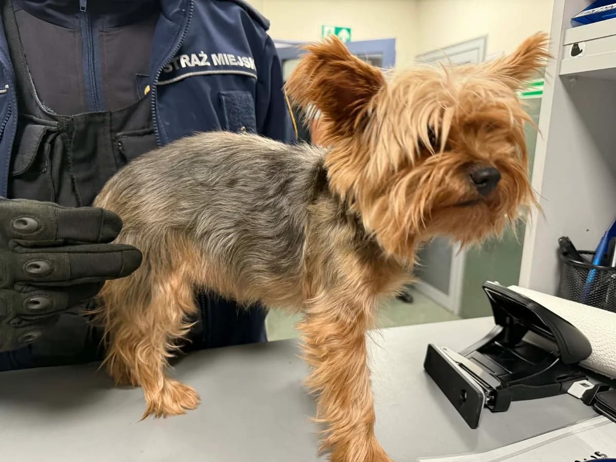 1199/25, female senior Yorkshire Terrier for adoption at Schronisko Na Paluchu, Warsaw