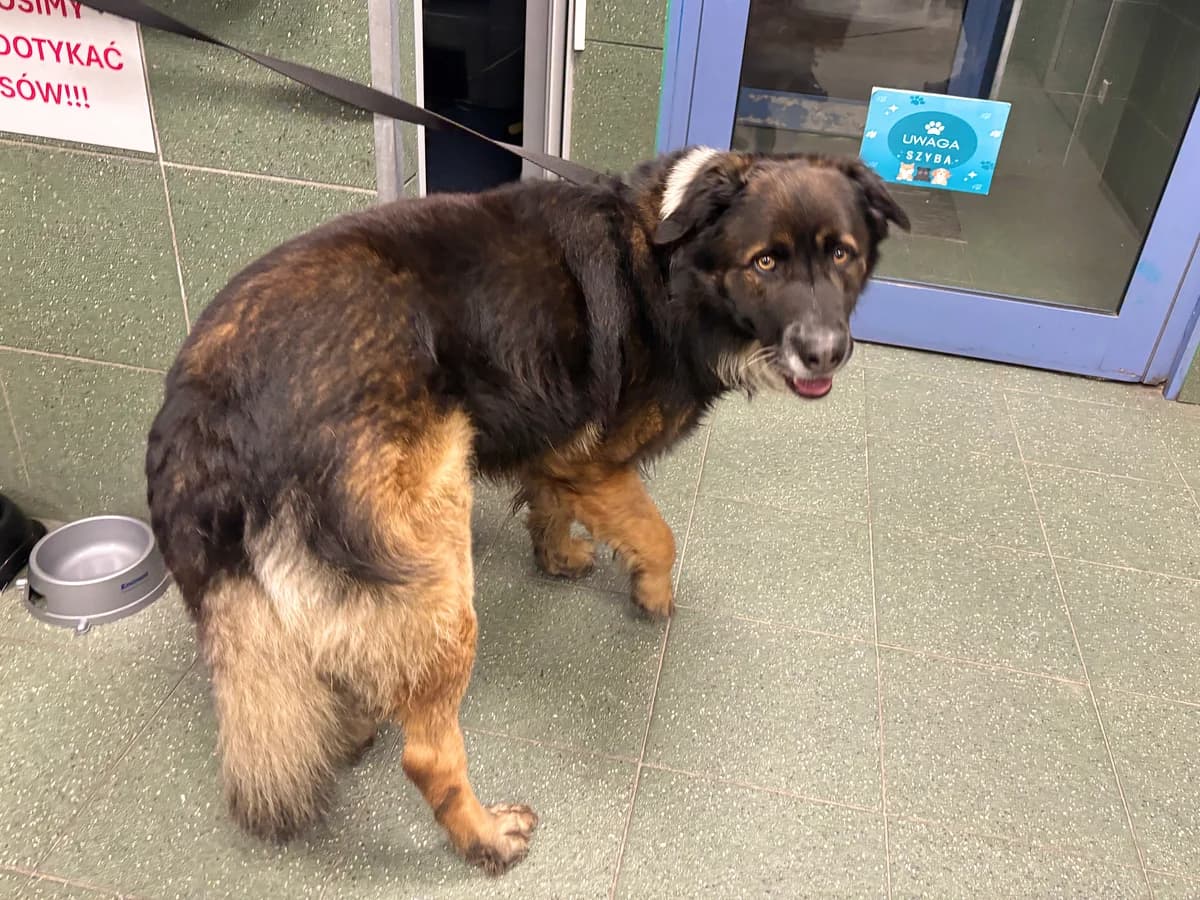 1200/25, male mixed breed for adoption at Schronisko Na Paluchu, Warsaw