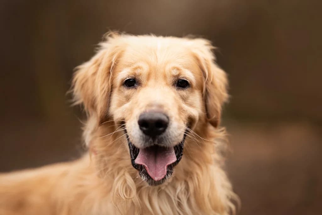 Bao, male 4yo Golden Retriever for adoption at Schronisko Na Paluchu, Warsaw