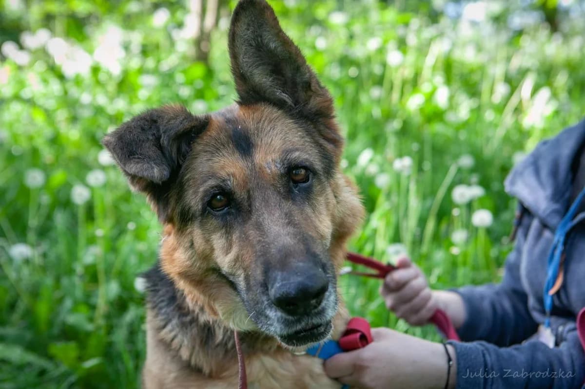 Nora,  (Schronisko Na Paluchu)