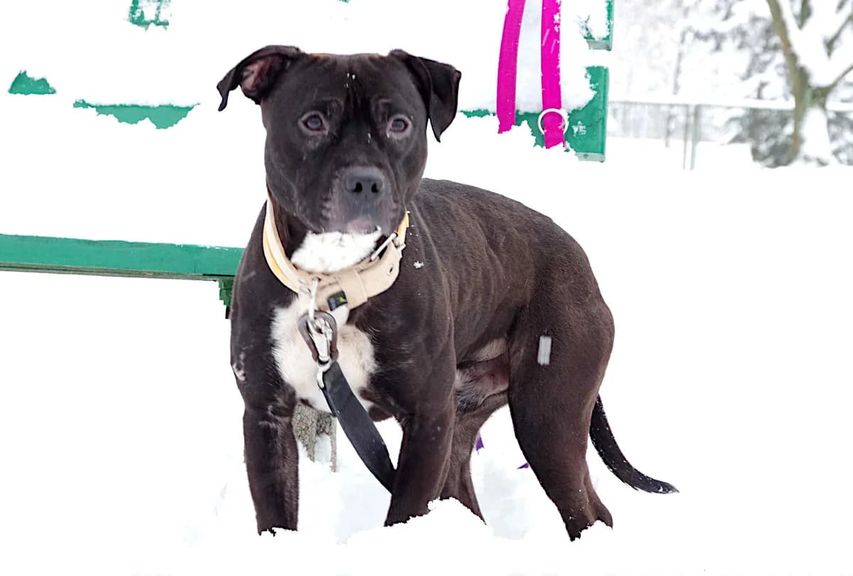 Lucek, male 4yo Pit Bull Terrier for adoption at Schronisko Na Paluchu, Warsaw