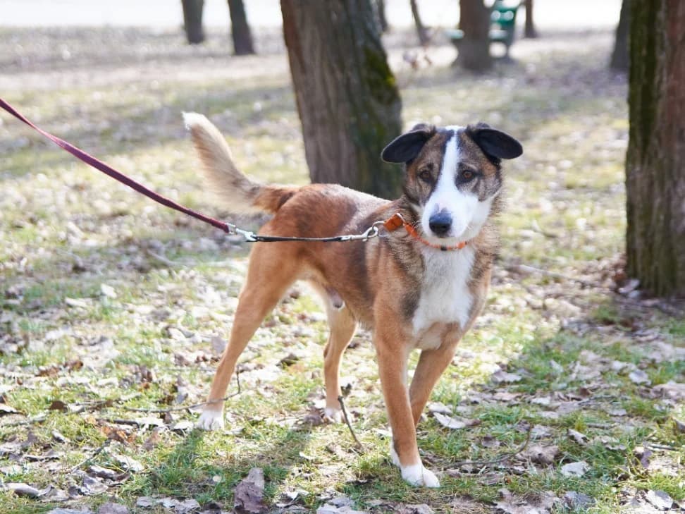 Astor,  (Schronisko Na Paluchu)