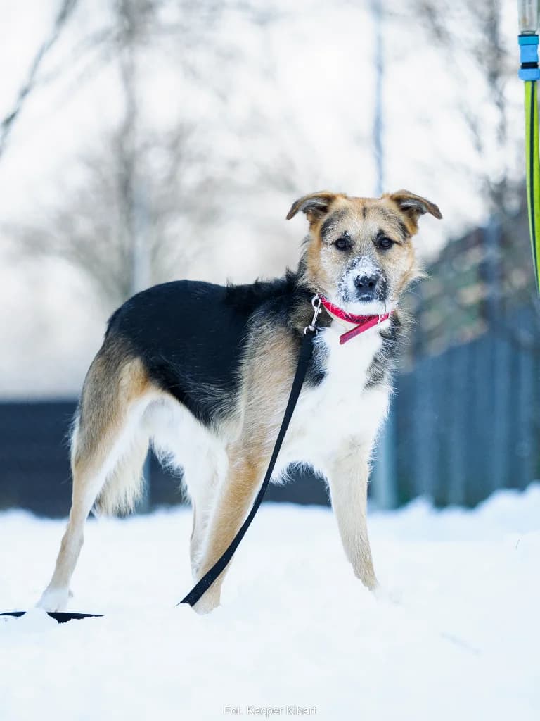 Ernie, male young mixed breed for adoption at Schronisko Na Paluchu, Warsaw
