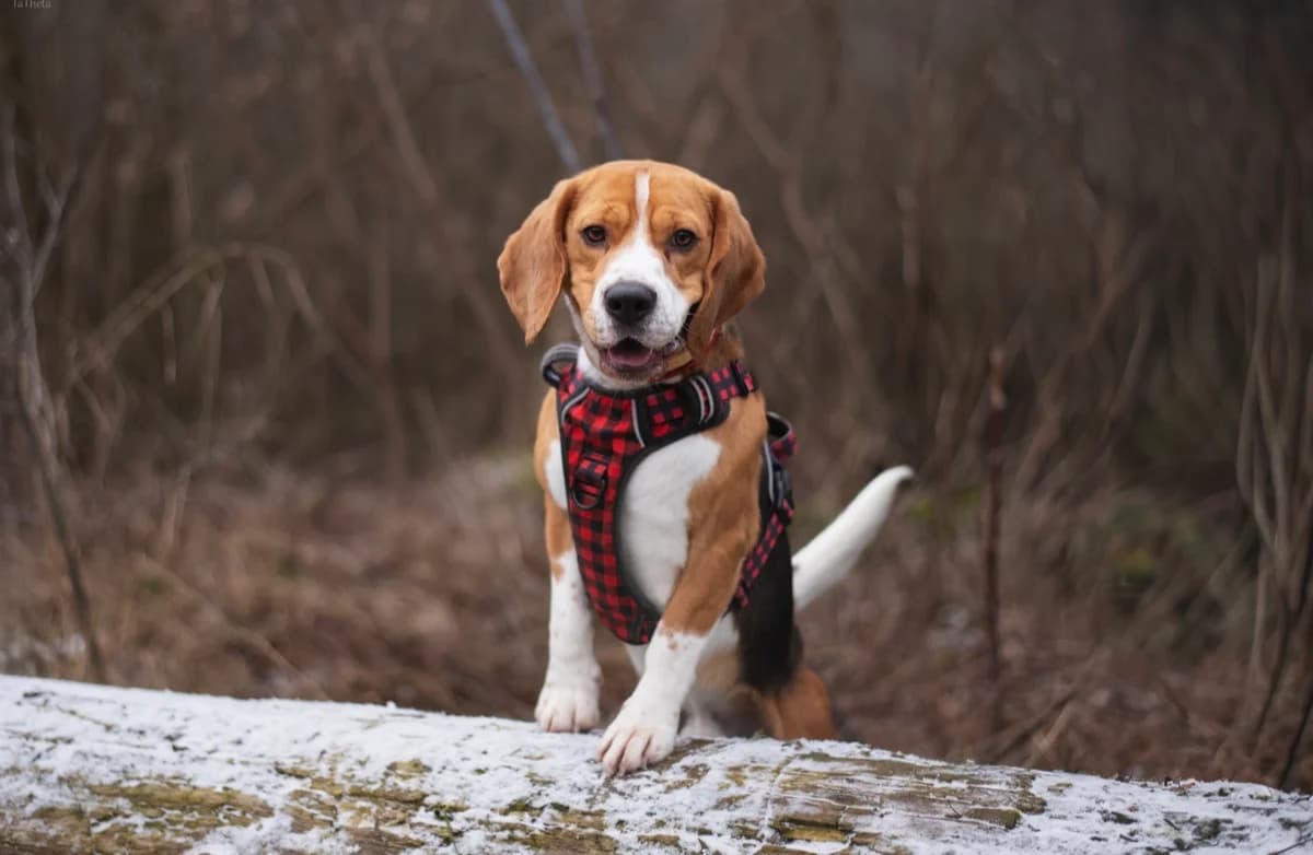 Bajgiel, male young Beagle for adoption at Schronisko Na Paluchu, Warsaw
