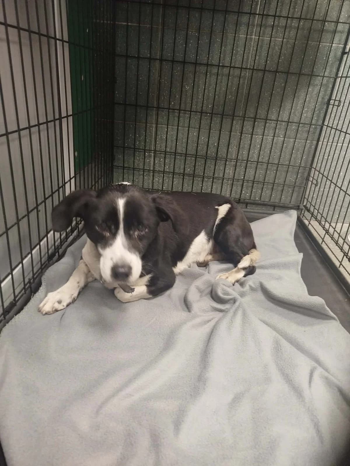 1240/25, male mixed breed for adoption at Schronisko Na Paluchu, Warsaw